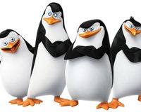 Pinguin Team Anger 73