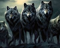Wolfpack