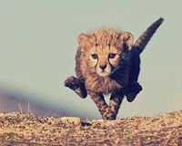 Run if you like tax evasion