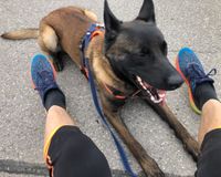 Step by Step for DOGS