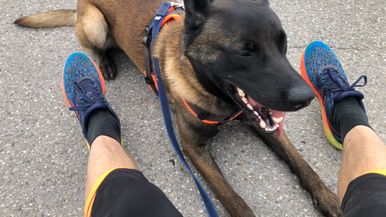 Step by Step for DOGS Team Image