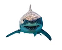 Sharks Korea