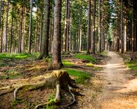 Runtrack Nadleśnictwo Świeradów