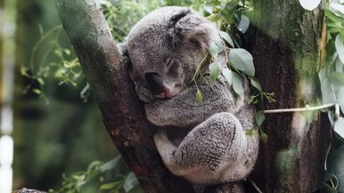 Running Koalas Team Image