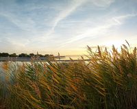 Seewinkler Flachlandhasen