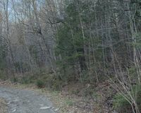Run the Woods