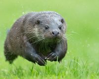 Otterrunner