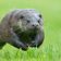 Otterrunner