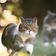 SWAT CAT